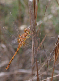 Yellow-legged Meadowhawk
